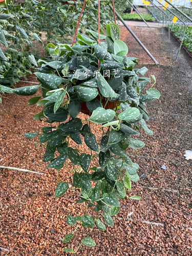 大叶小叶银斑葛白金葛绿植 雪花葛稀有花叶绿萝室内客厅观叶植物 - 图1