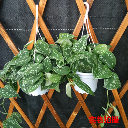 大叶小叶银斑葛白金葛绿植 雪花葛稀有花叶绿萝室内客厅观叶植物 - 图2