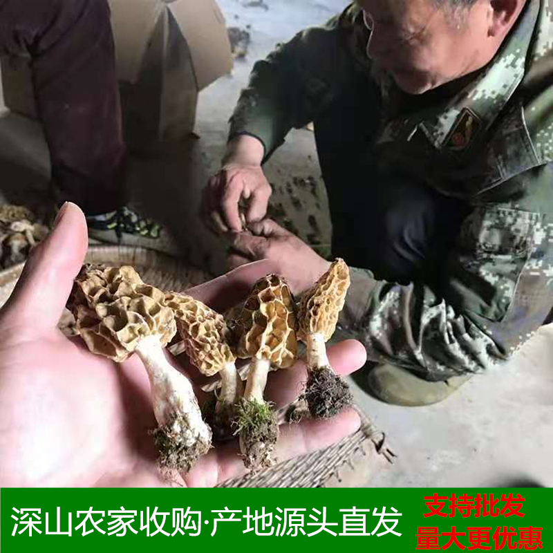 农家深山自采天然羊肚菌干货野生500g新鲜特级羊肚菜蘑菇煲汤食材-图2