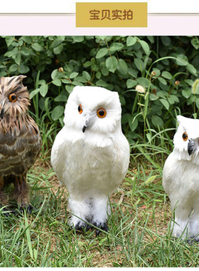 仿真猫头鹰真羽毛动物商场橱窗