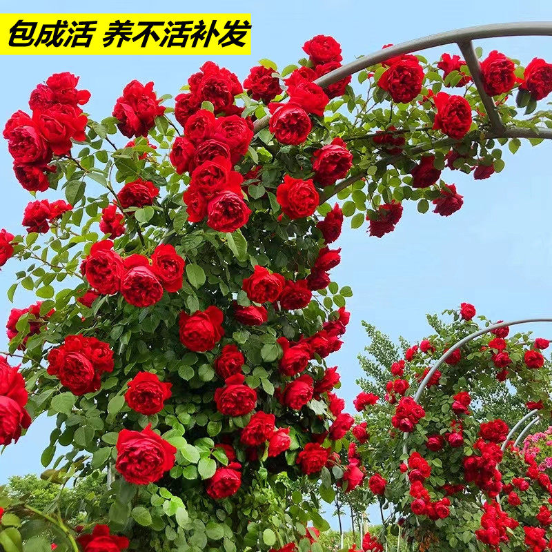 蔷薇花苗藤本月季特大花四季开花浓香庭院爬藤植物阳台花卉拱门花_虎窝淘