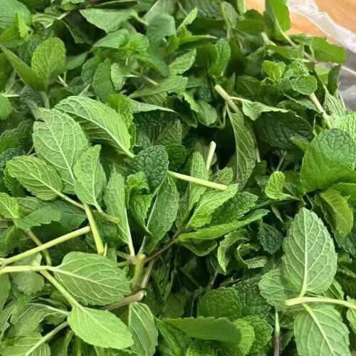 新鲜薄荷叶 留兰香薄荷 酒吧莫吉托调酒食用新鲜香料 泡水烘焙用 - 图1