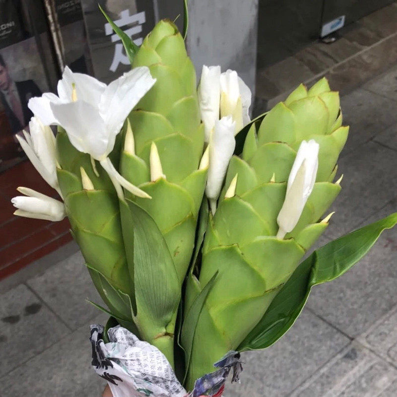 植物野姜花盆栽净化空气白姜花种球庭院栽培驱蚊黄姜鲜花蝴蝶百合_虎窝淘