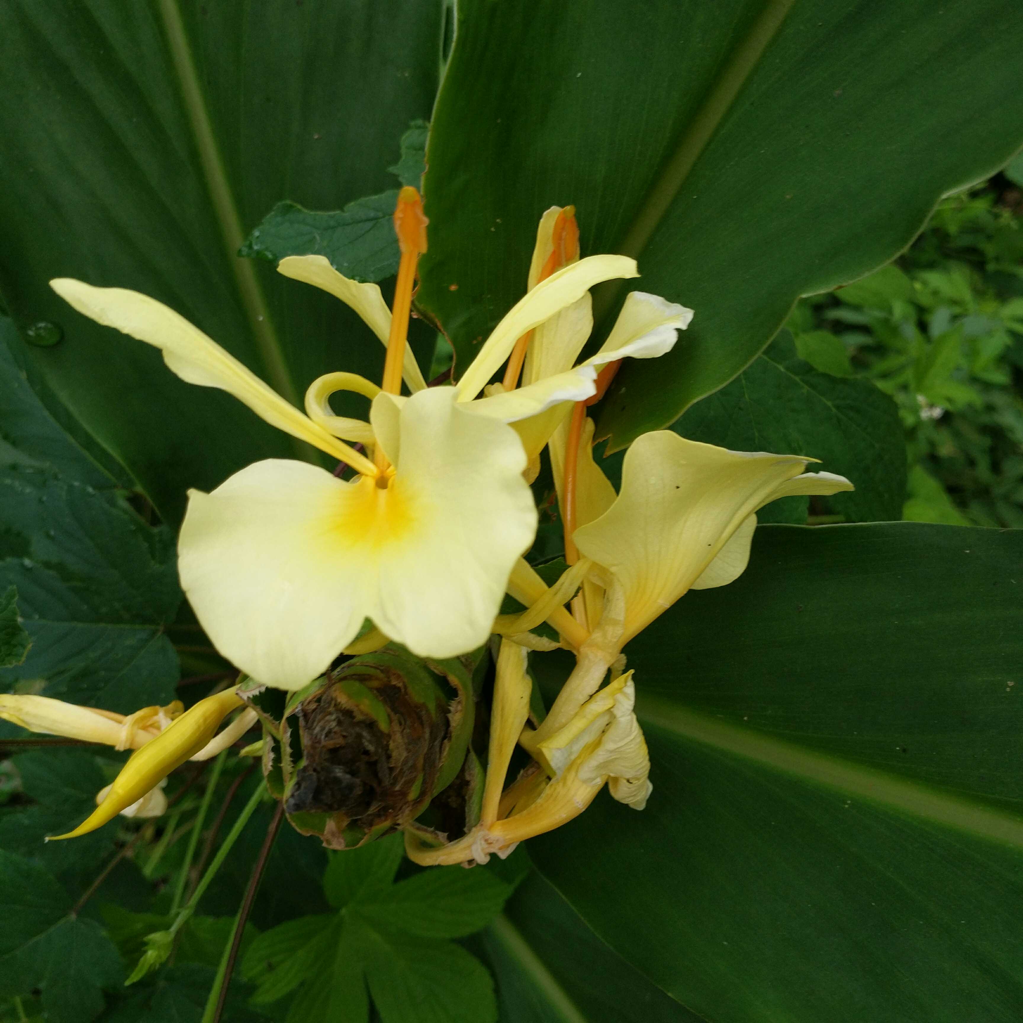 良种野姜花苗姜花种头野姜花蝴蝶百合花盆栽地栽花园绿化楼顶包活