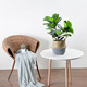 Qin Ye Rong window floor green plant potted turtle tree