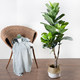 Qin Ye Rong window floor green plant potted turtle tree