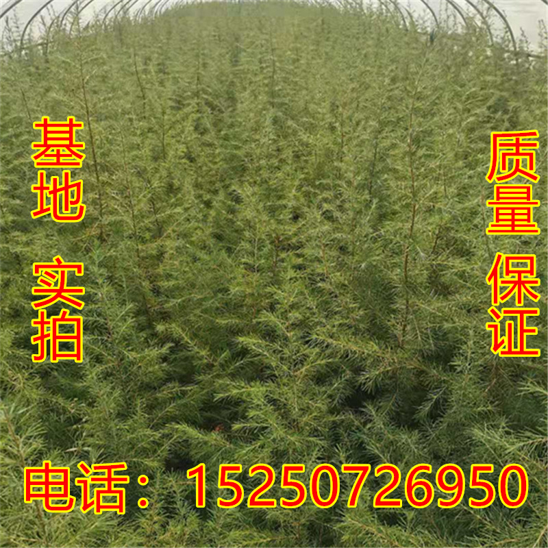 雪松树苗宝塔松柏树苗四季常青绿化苗木圣诞树耐寒植物庭院包邮 - 图1