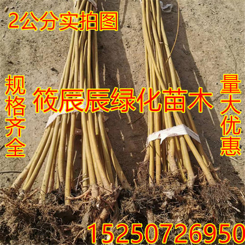 黄金柳树苗耐寒耐热金丝垂柳小苗庭院道路直生柳苗绿化行道树植物 - 图2