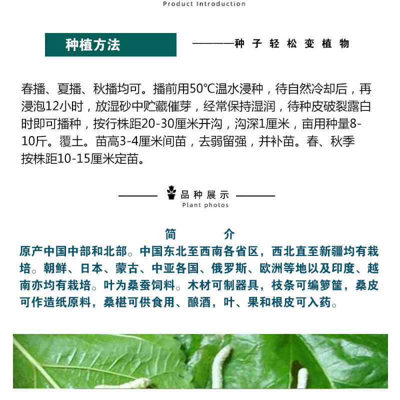 桑树种子桑叶桑葚种籽养蚕饲料大叶果桑蚕桑桑枣树种果树农桑种孑 - 图2