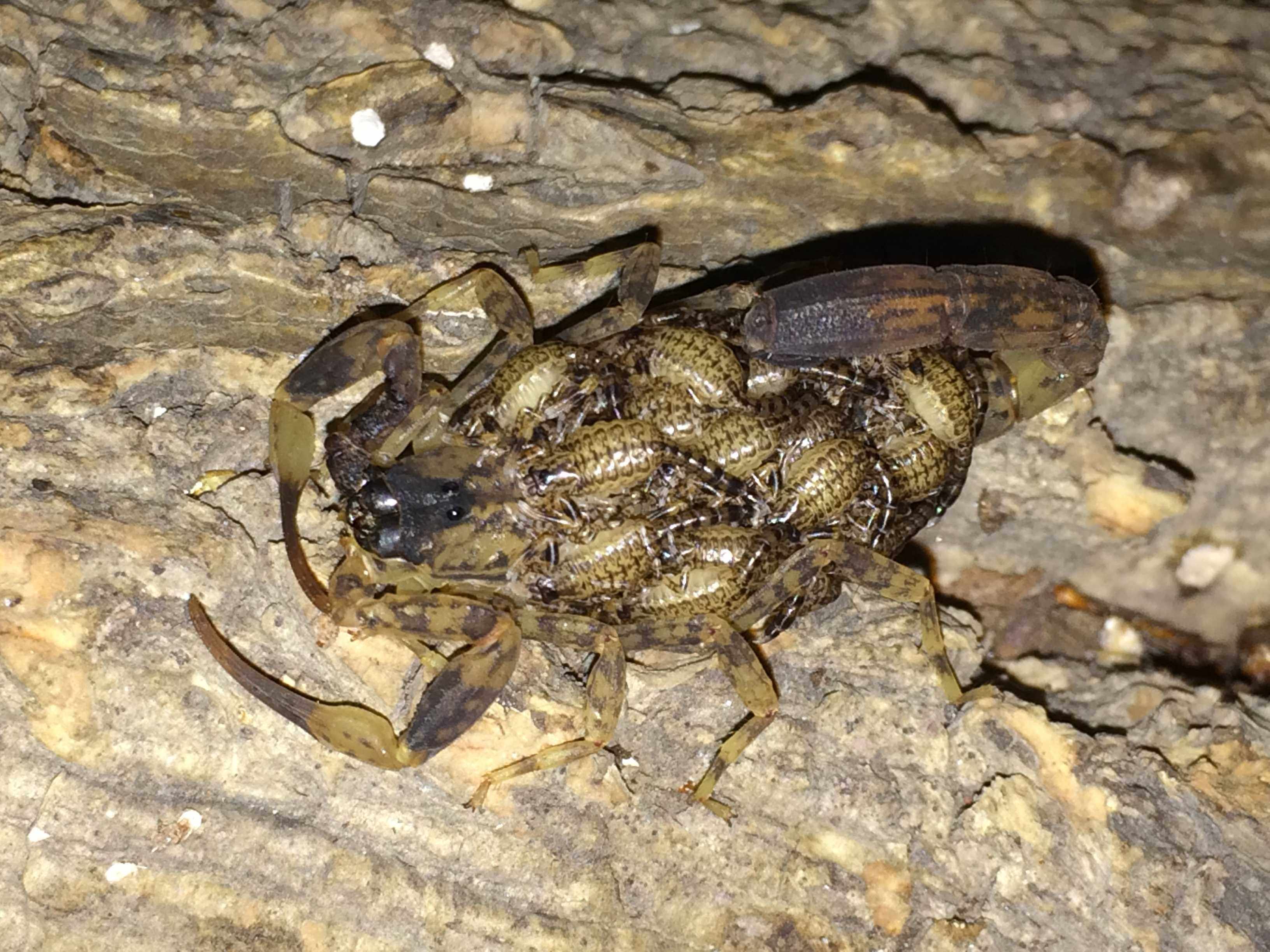 海南双针蝎3元一只孕蝎公蝎成体蝎子 宠物蝎 包成活,淘宝优惠券,粉丝福利购,淘宝优惠卷