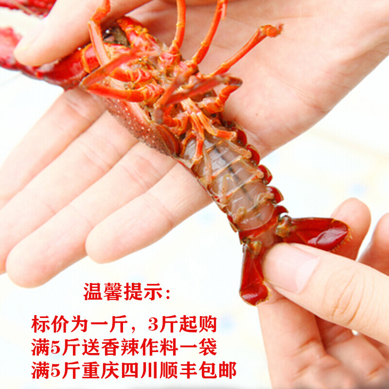 重庆清水小龙虾鲜活1斤456钱中虾活虾新鲜活体养殖龙虾重庆生鲜 - 图0