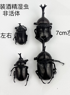 苹绿金龟子独角仙昆虫蝴蝶标本真虫动物自选虫教学拍照道具原虫