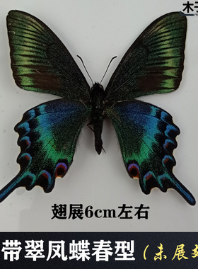 绿带翠凤蝶春型 真蝴蝶标本未展翅原蝶昆虫幼儿教学摄影道具包邮