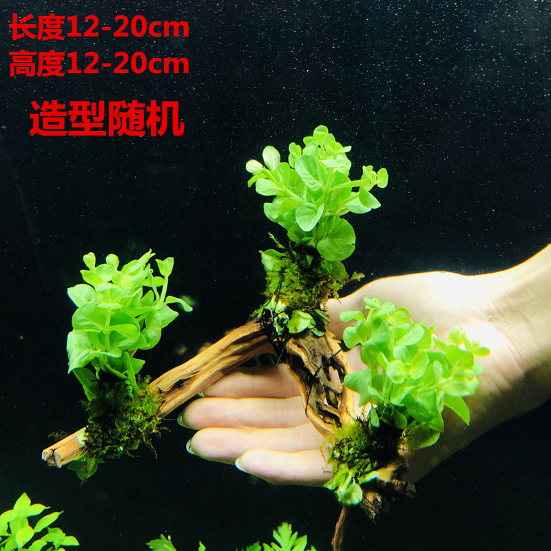 鱼缸淡水热带鱼新手造景懒人沉木三头无需底砂阴性草增氧水榕水草-图1