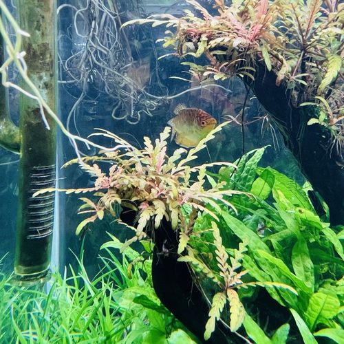 羽裂水蓑衣雨裂可粘石头沉木会发色的鱼缸淡水中后景新手易养水草 - 图2