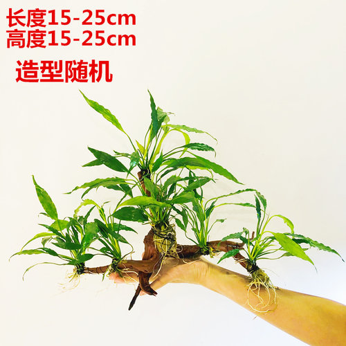 鱼缸淡水造景热带鱼新手入门懒人沉木无需底砂增氧水榕六头水草 - 图2