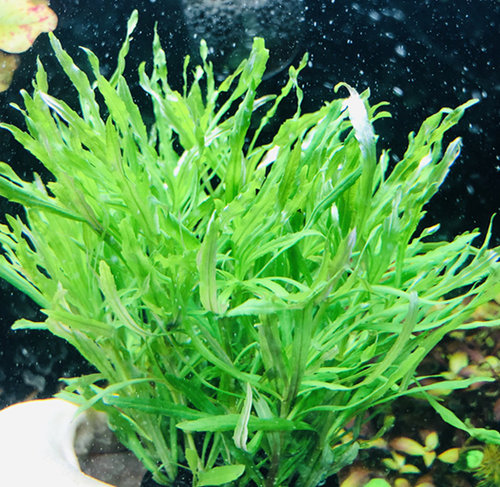 绿色水草阴性新手水下叶不用二氧化碳好养中后景造景净化水质增氧 - 图1