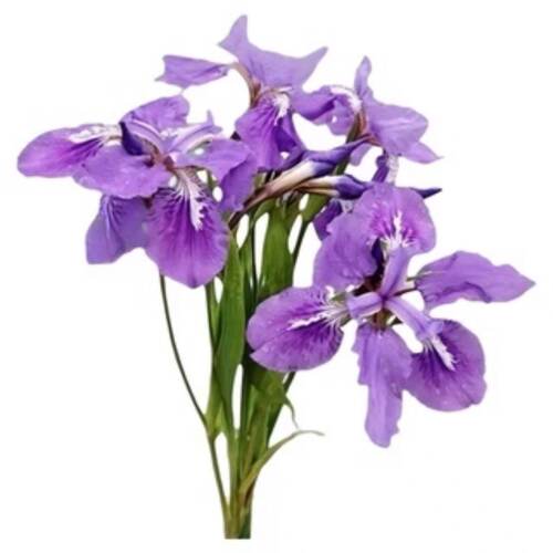 蓝花鸢尾花苗黄菖蒲水生多年生耐寒耐热好养易活阳台庭院绿化花苗 - 图3
