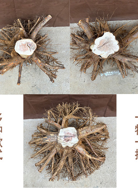 红豆杉老树根雕毛料异形花架天然