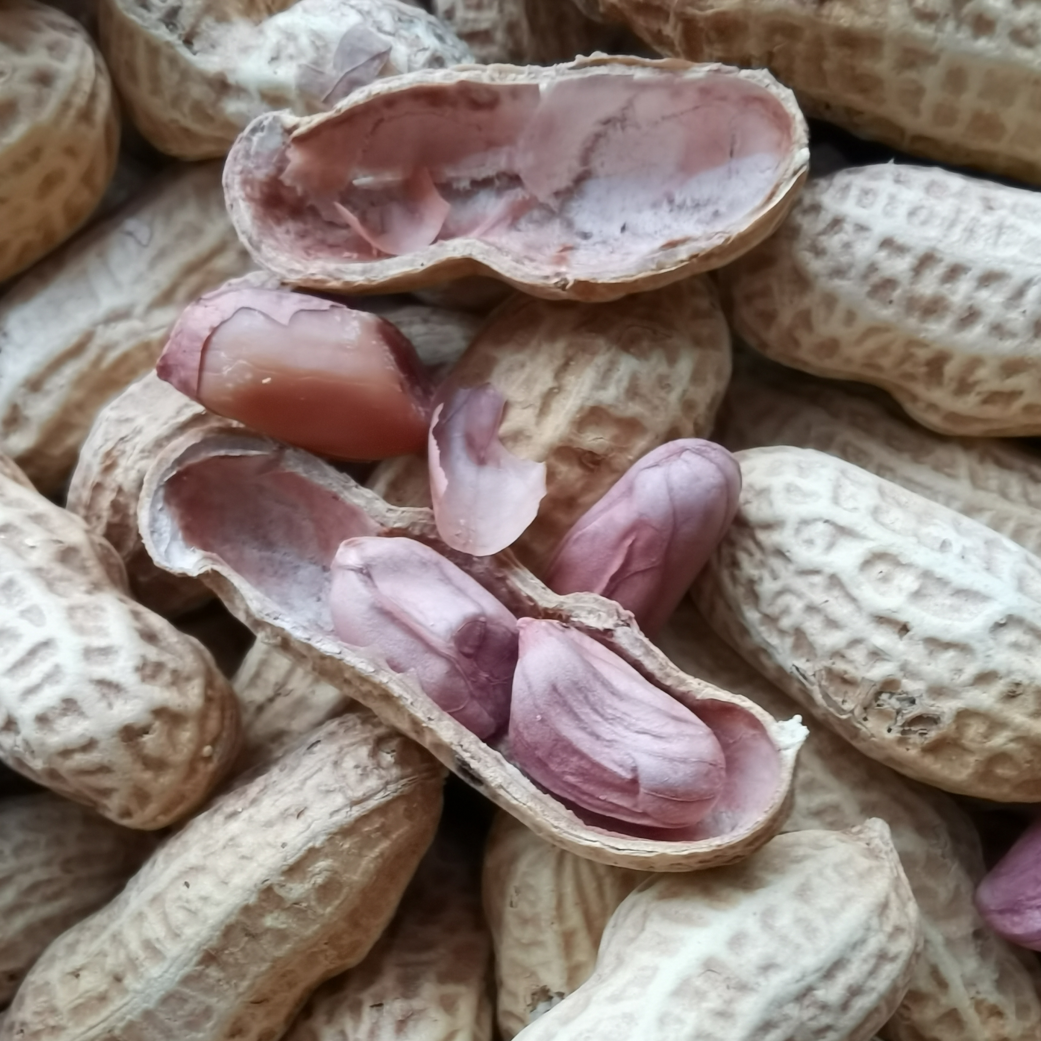 正宗广东江门特产甜酒花生鹤山仔仔四粒酥脆香甘草花生零食糖袋装 - 图2