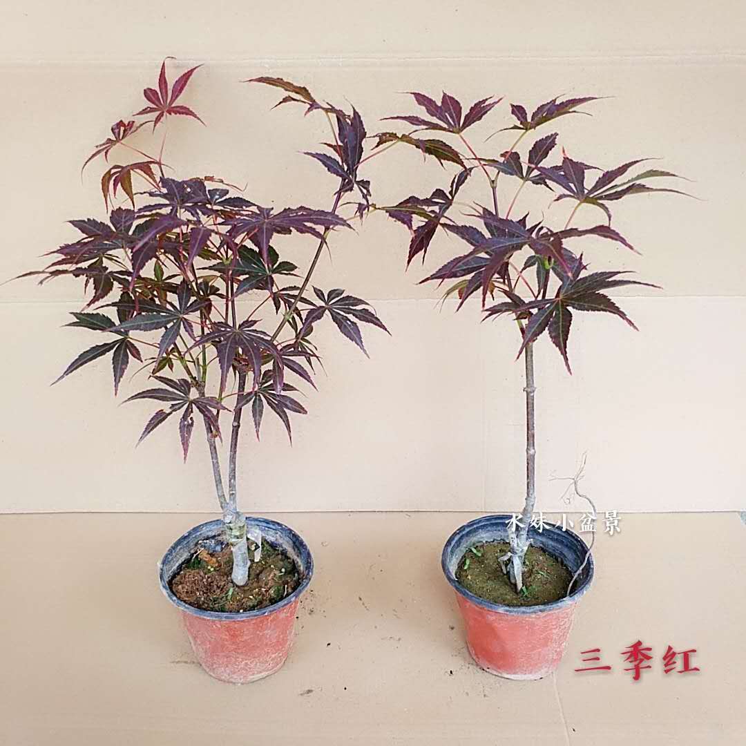 庭院植物红枫树苗盆栽花园阳台室内四季耐寒绿植日本红舞姬鸡爪槭 - 图0