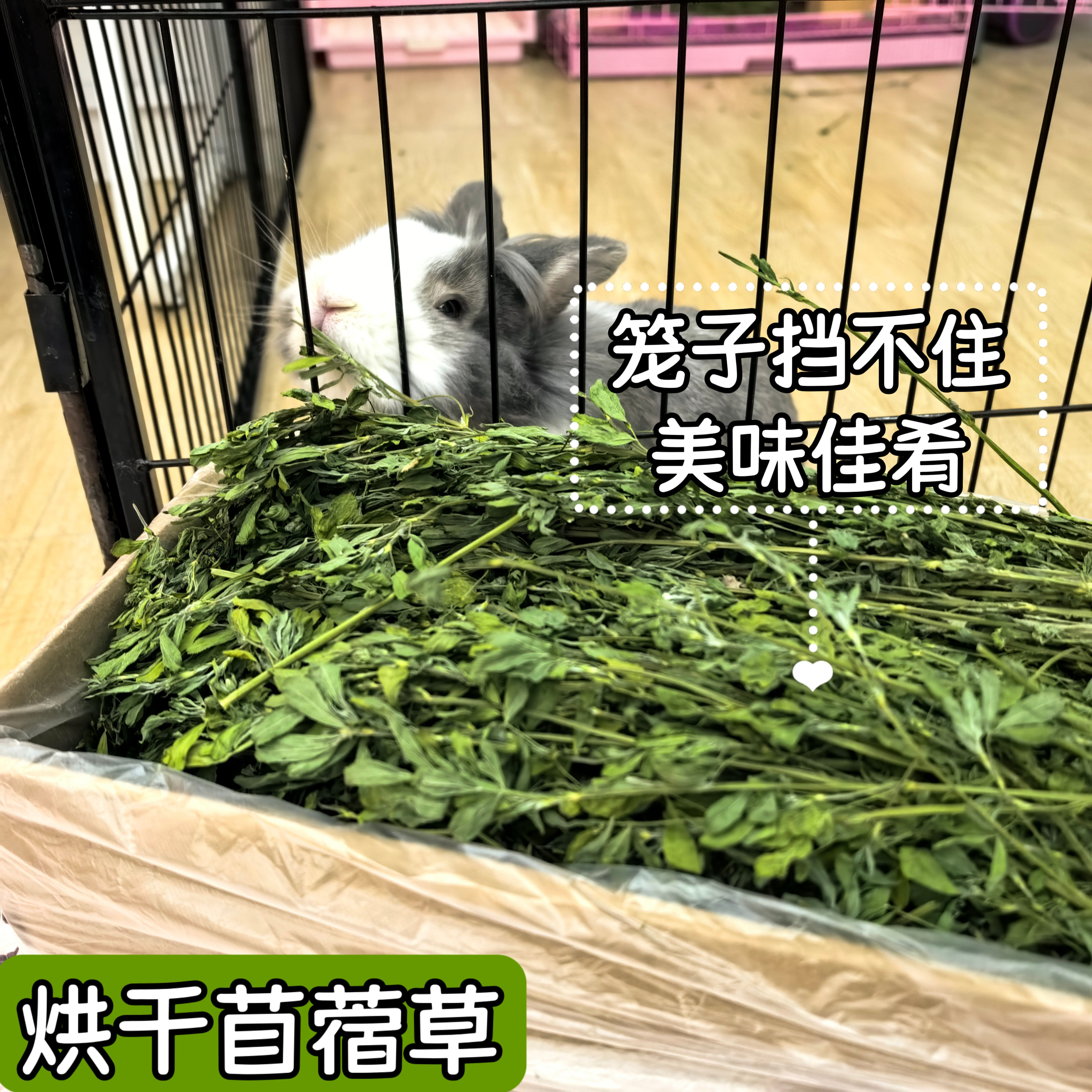 烘干苜蓿草兔子草幼年主粮荷兰猪龙猫干草兔粮幼兔粮兔兔干草饲料,淘宝优惠券,粉丝福利购,淘宝优惠卷