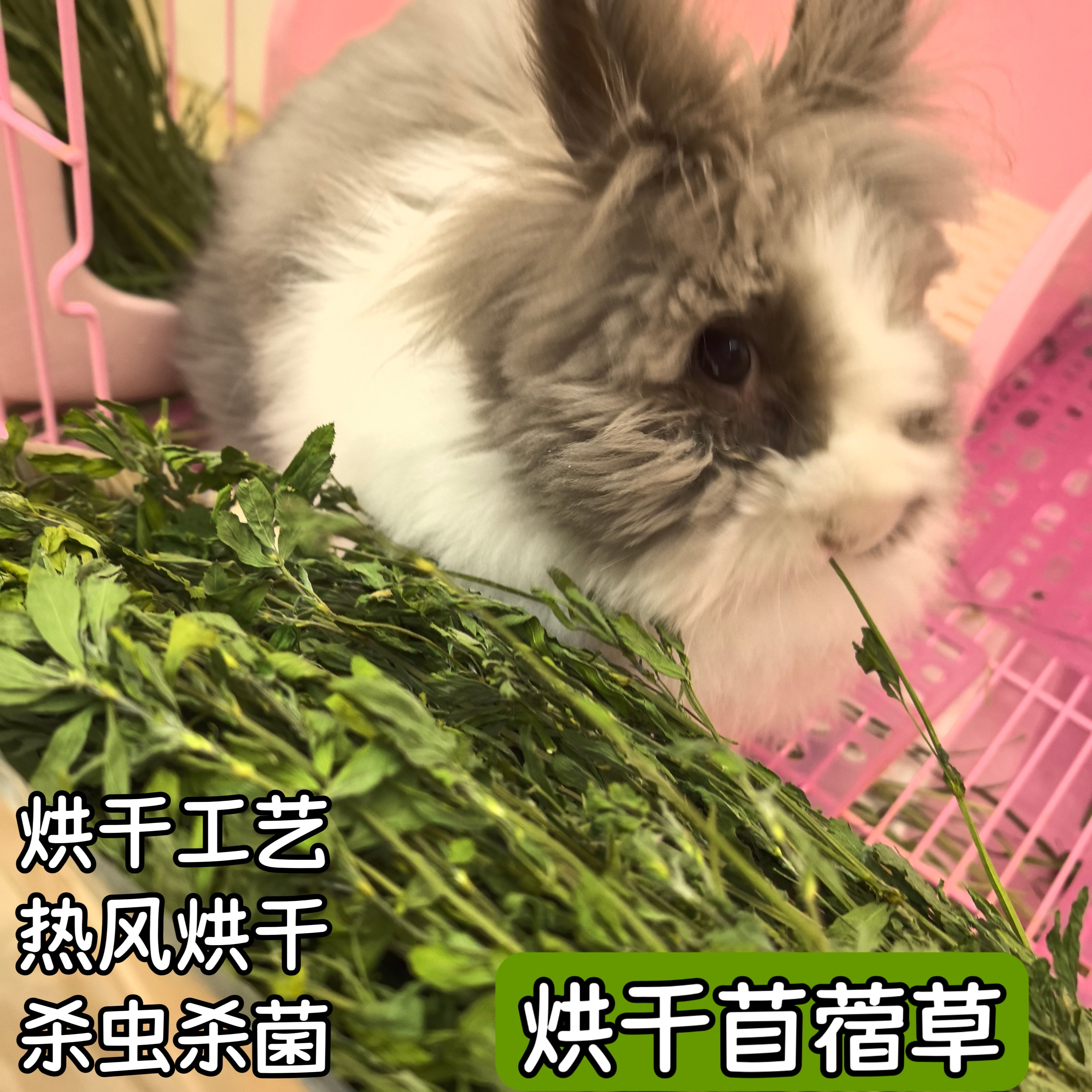 烘干苜蓿草兔子草幼年主粮荷兰猪龙猫干草兔粮幼兔粮兔兔干草饲料,淘宝优惠券,粉丝福利购,淘宝优惠卷
