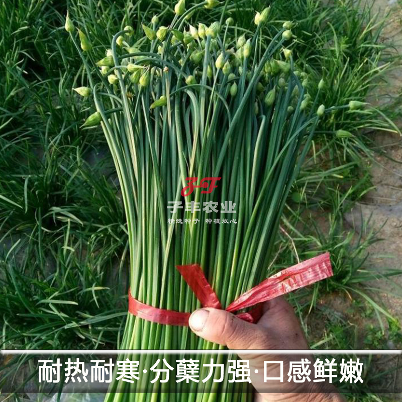 精选韭苔王种子久星22号四季韭菜籽抽苔早薹韭多年生苔韭菜籽种孑