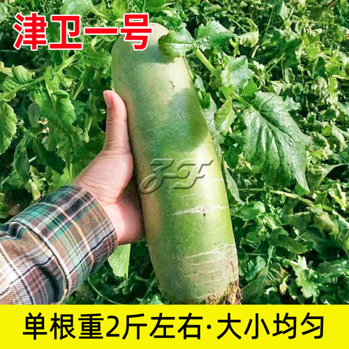 天津正宗水果萝卜沙窝萝卜种子甜脆沙沃罗卜春季秋季青萝卜种籽孑 - 图2