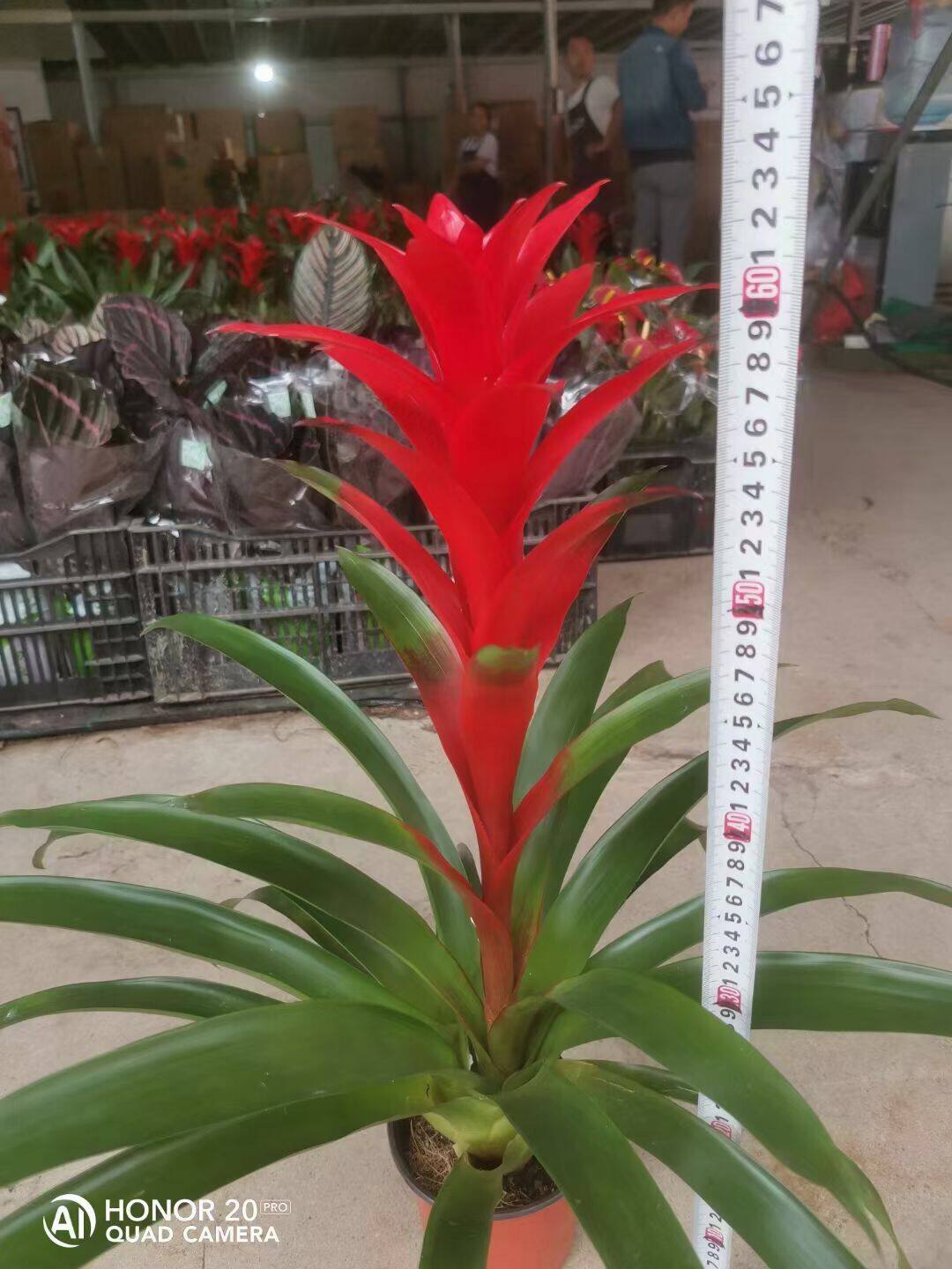 大红心鸿运当头盆栽绿植花卉凤梨菠萝花室内客厅盆景办公高档红花