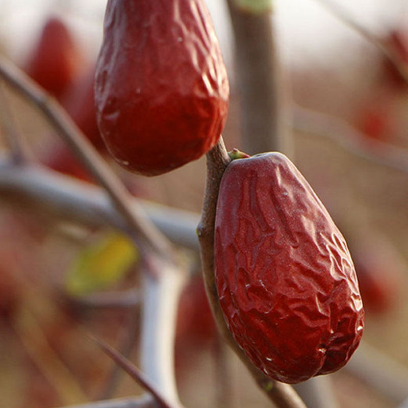 新疆干枣红枣大枣1斤和田骏枣玉枣袋装零食营养煲汤煮水熬粥干果B