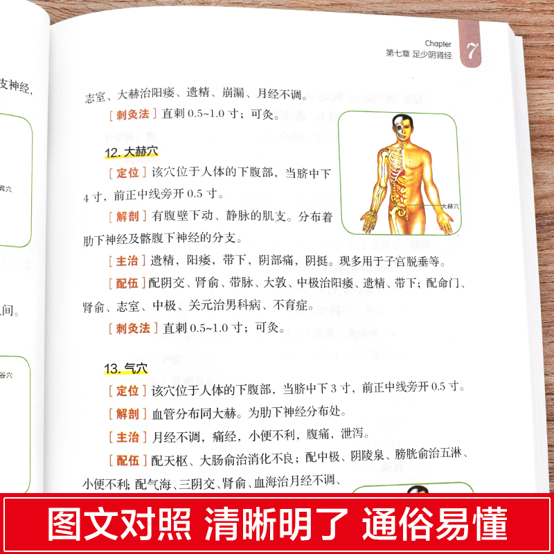 全身经络速查手册正版经典彩图版零基础学会经络自查调和气血通经络平衡阴阳免疫高简单实用效果好安全可靠疾病按摩疗法中医养生-图2