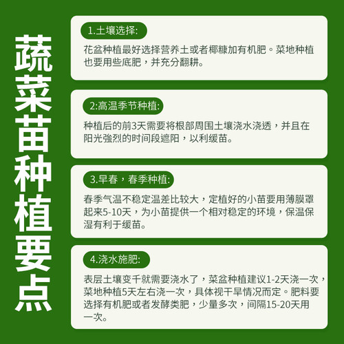 辣椒种苗朝天椒小米椒长线椒灯笼椒甜椒五彩椒螺丝椒薄皮椒秧苗-图2