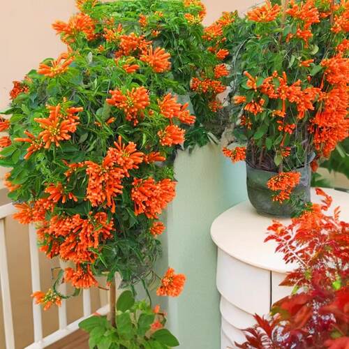 【含原土原袋】炮仗花爬藤植物长藤鞭炮花卉四季绿植盆栽庭院批发 - 图1