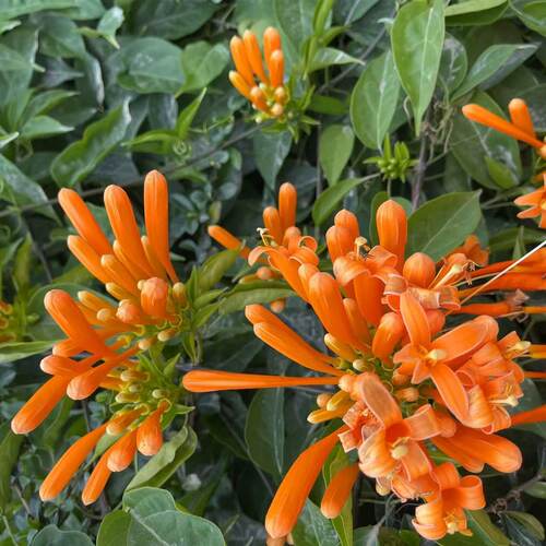 【含原土原袋】炮仗花爬藤植物长藤鞭炮花卉四季绿植盆栽庭院批发 - 图2