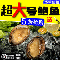 Fresh Abalone live South Day Island Dried with extra-large seafood Extra-large Heating Ready-to-eat Vegetarian Small Abalone Juice