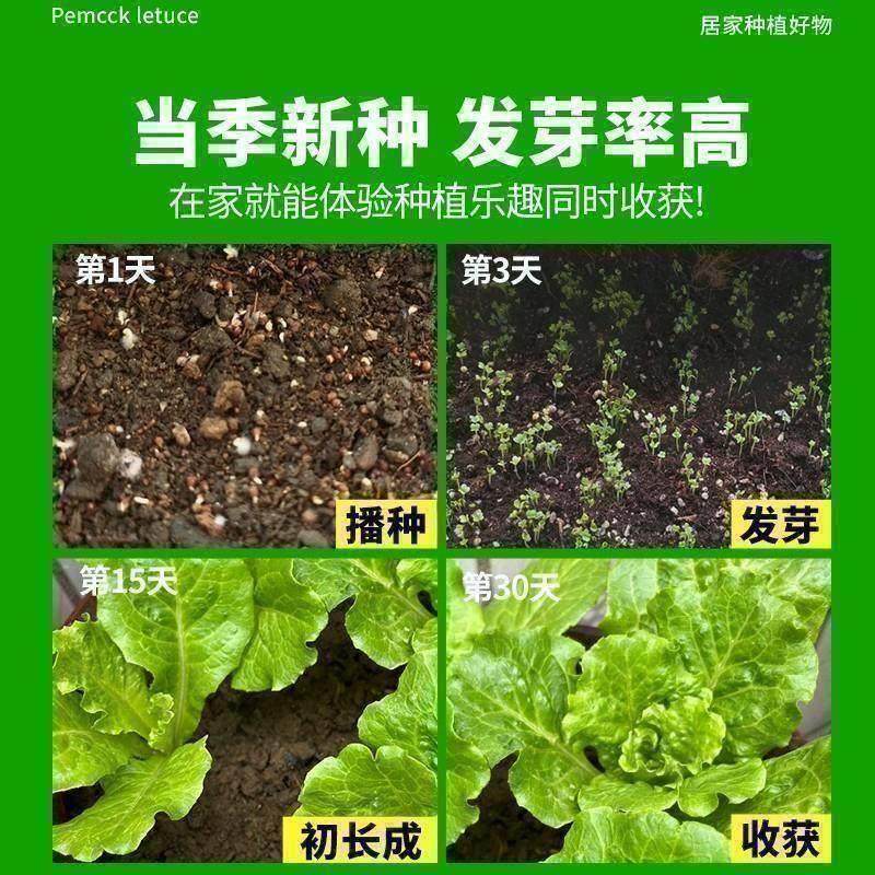 意大利生菜种子四季奶油生菜孑春夏秋冬季清脆爽口耐抽薹蔬菜种籽,淘宝优惠券,粉丝福利购,淘宝优惠卷