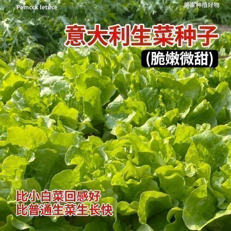 意大利生菜种子四季奶油生菜孑春夏秋冬季清脆爽口耐抽薹蔬菜种籽,淘宝优惠券,粉丝福利购,淘宝优惠卷