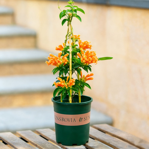 炮仗花盆栽室外庭院室内阳台爬藤开花植物爬墙攀爬花卉老桩大花苗 - 图0