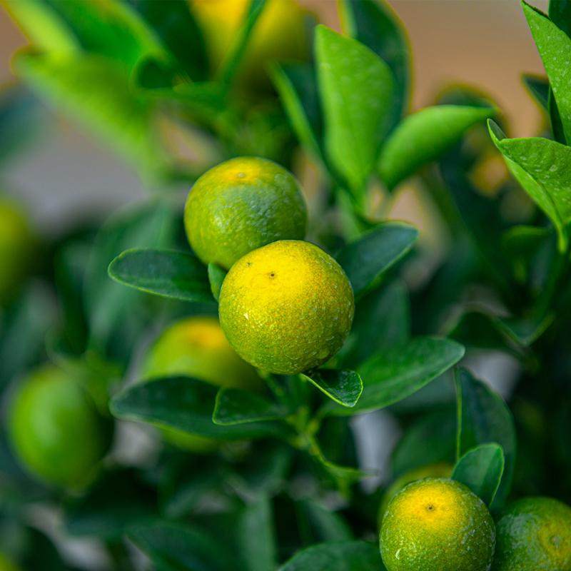 四季桔盆栽可食用阳台四季结果小青橘果树苗老桩带果绿植果苗树苗,淘宝优惠券,粉丝福利购,淘宝优惠卷