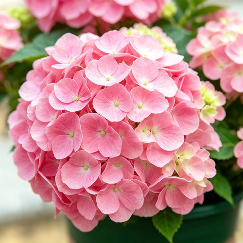 绣球花盆栽带花苞大苗开花不断室内阳台室外庭院四季花卉植物绿植 - 图2