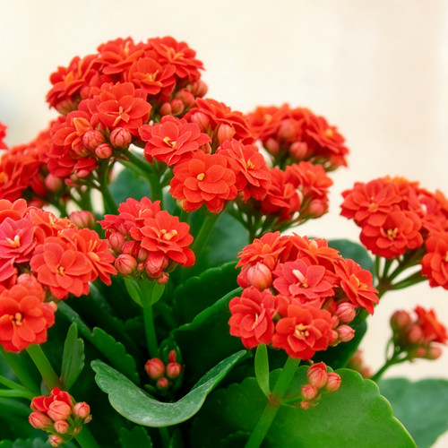 重瓣红色长寿花盆栽带花苞室内阳台室外开花植物绿植四季花卉花苗 - 图2