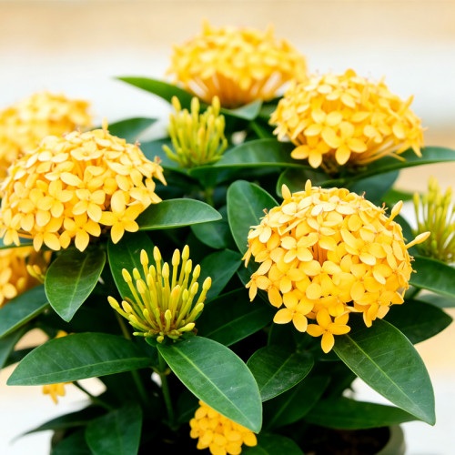黄色龙船花盆栽带花苞室内阳台室外开花植物四季花卉绿植老桩花苗 - 图1