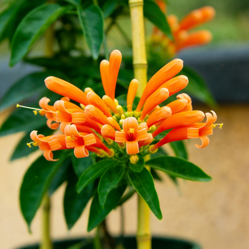 炮仗花盆栽室外庭院室内阳台爬藤开花植物爬墙攀爬花卉老桩大花苗 - 图2