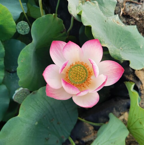 惊艳8号  真小型中型荷花碗莲睡莲种子藕盆栽水培水生植物花卉 - 图1