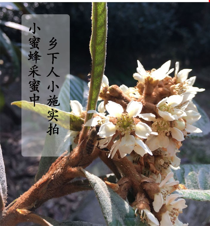 苏州东山纯枇杷蜜中蜂琵琶蜜农家土蜂蜜新蜜冬蜜结晶蜜1000克一瓶 - 图0