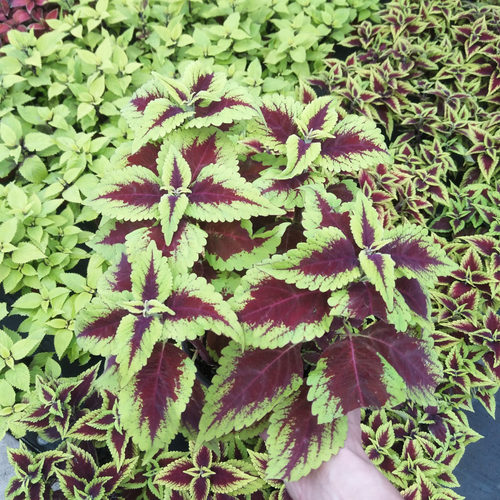 彩叶草植物七彩变色花草庭院花园调色彩叶草盆栽五色观叶绿植耐热 - 图2