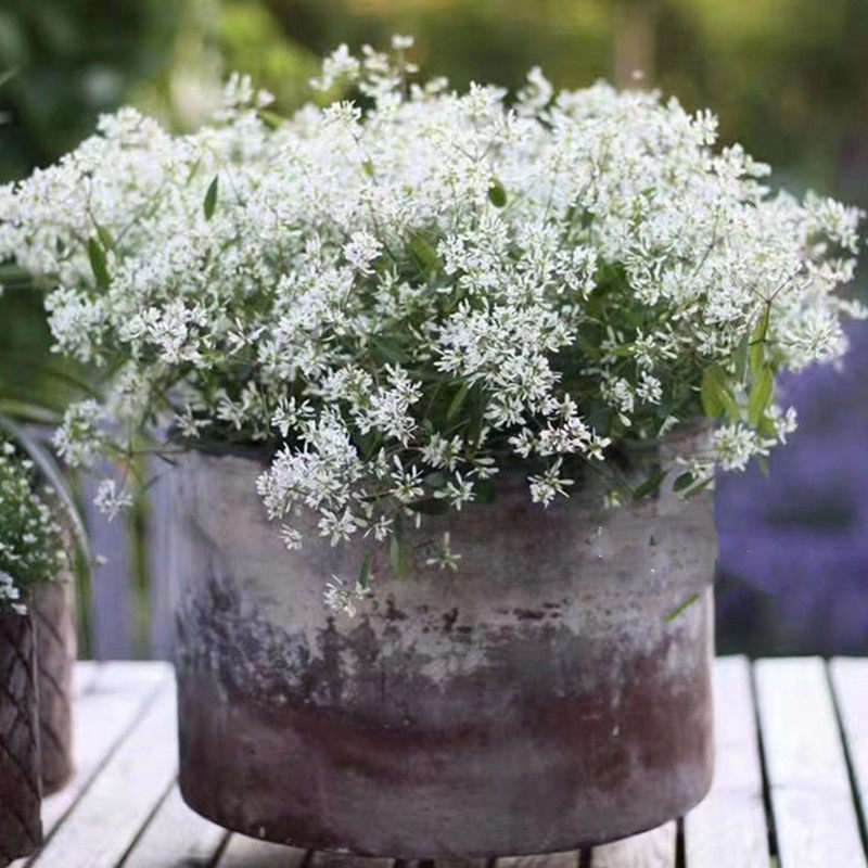 禾叶大戟飘雪盆栽白雪白色花禾叶大戟花苗阳台好养花卉四季开花花