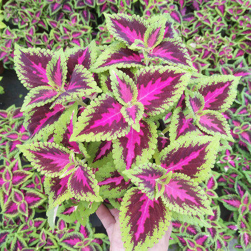 彩叶草植物七彩变色花草庭院花园调色彩叶草盆栽五色观叶绿植耐热 - 图0
