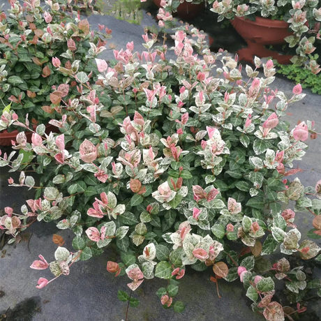 花叶络石彩叶盆栽花园阳台五彩花卉绿植黄金络石耐热